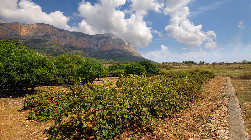 vins de Jalón