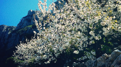 Amandel bloemen Costa Blanca