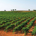wijngaarden Alicante