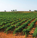 vineyards Alicante